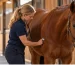 Equine vet listening to a chestnut horse's belly with a stethoscope in a stable
