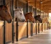 Five horses looking out of their stalls in a stable aisle at sunrise